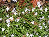 Ipheion uniflorum (fam. Alliacees) (Amerique du sud) (1) (Photo F. Mrugala)